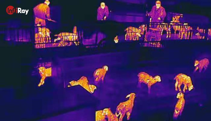09Thermal_imaging_cameras_can_detect_inflammatory_problems_in_animals_on_farms.jpg