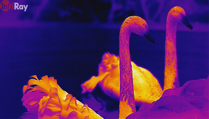 09_swans_are_visible_in_thermal_imaging_at_night.png